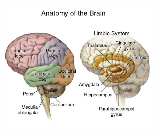 The main areas of the brain and limbic system