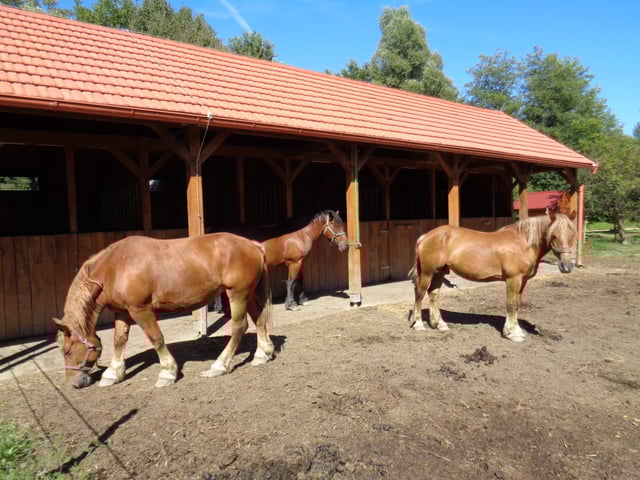 Međimurje horse is an autochthonous medium-heavy draught horse breed originating from the region