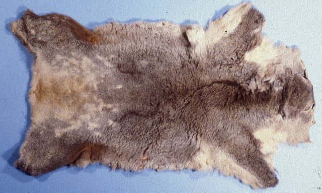 Koala skins were widely traded early in the 20th century.