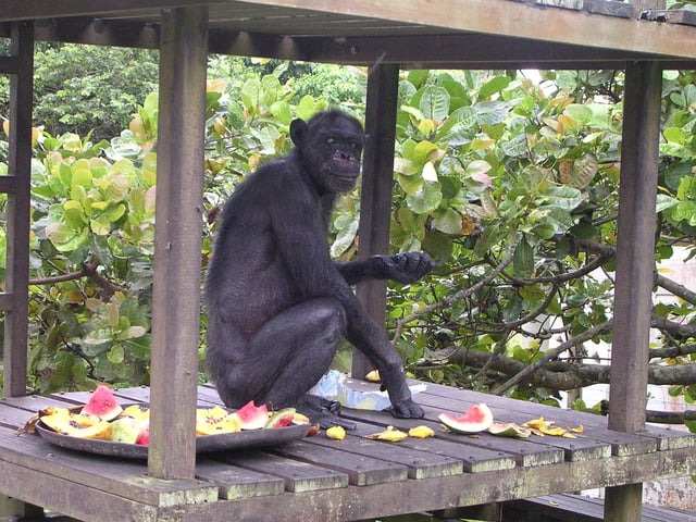 Chimpanzee named "Gregoire" on 9 December 2006, born in 1944 (Jane Goodall sanctuary of Tchimpounga, Republic of the Congo)