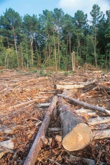 Deforestation in Nigeria.
