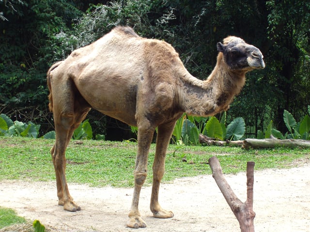 Camels are now considered a sister group of Artiofabula.