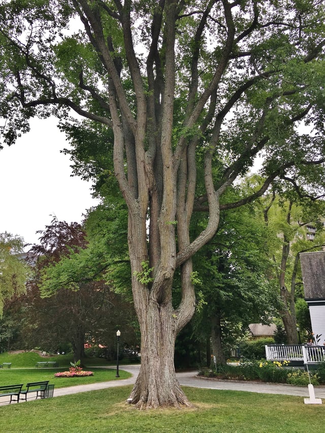An elm tree in Halifax Public Gardens.