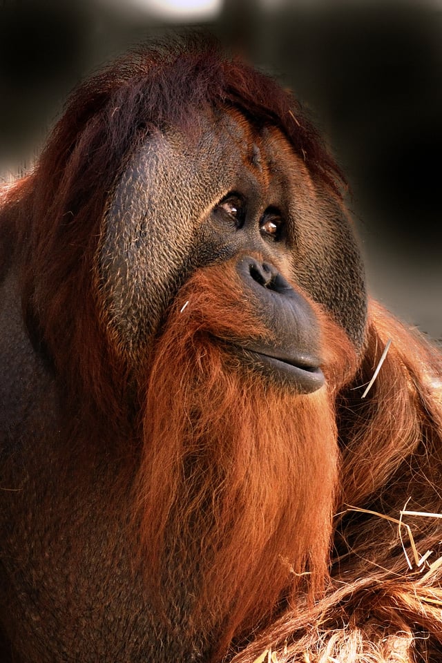 Azy, a male orangutan at the Indianapolis Zoo.