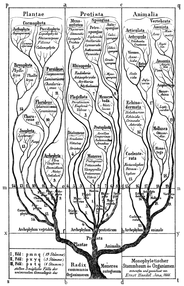 Tree of Life in Generelle Morphologie der Organismen (1866). Note the location of the genus Nostoc with algae and not with bacteria (kingdom "Monera")