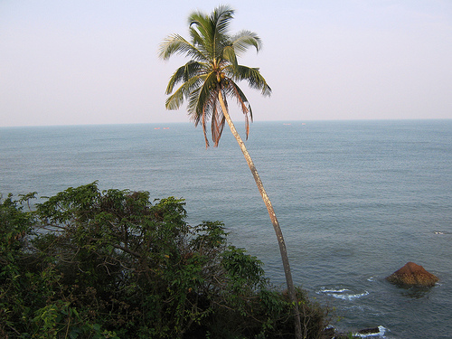 Coconut tree in Kannur Beach, India