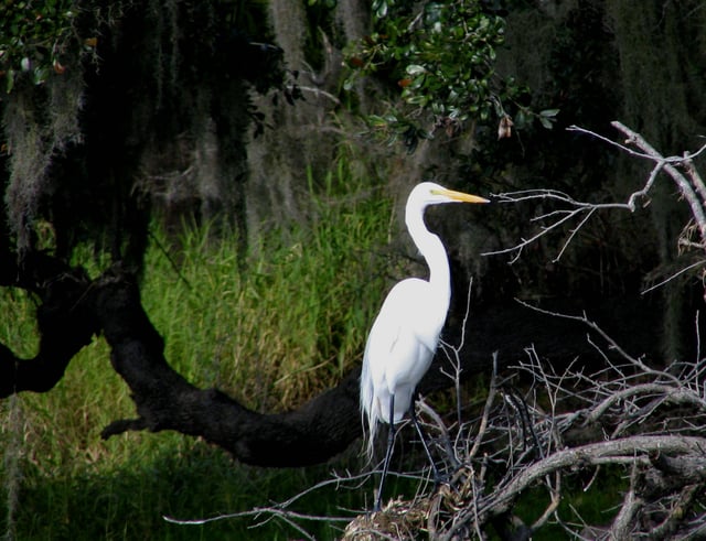 A great egret in Myakka River State Park