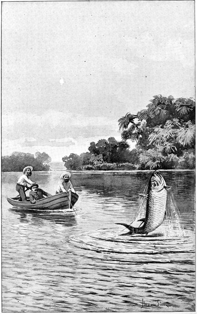 A speared tarpon leaps from the water in an 1894 illustration by Hermann Simon