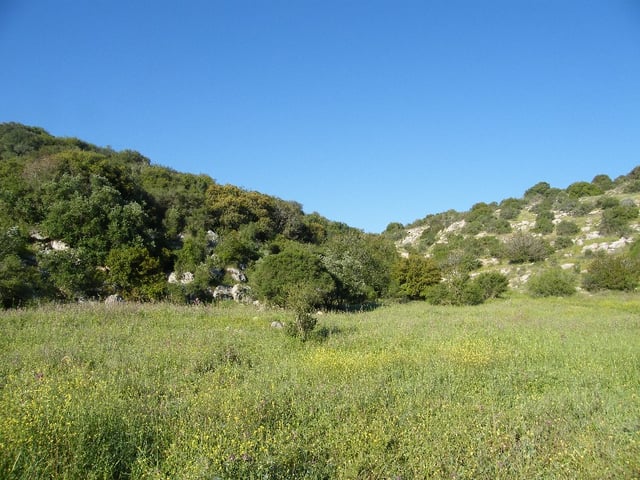 Mediterranean oak and terebinth woodland in the Valley of Elah, southwestern Judea