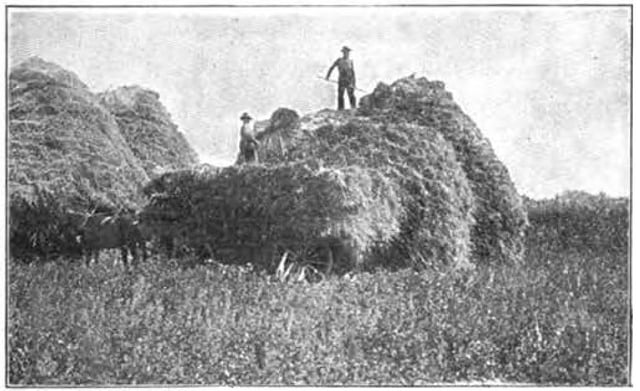 Farmers at work in 1907. The introduction of Marquis wheat saw wheat output soar in the province.