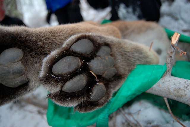 Rear paw of a cougar