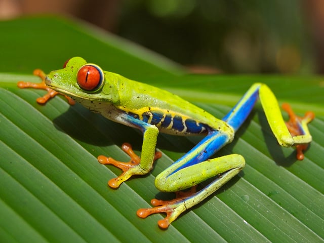 Red-eyed tree frog (Agalychnis callidryas) with limbs and feet specialised for climbing