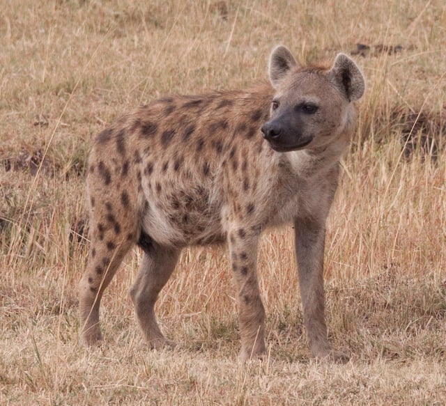 With a urogenital system in which the female urinates, mates and gives birth via an enlarged, erectile clitoris, female spotted hyenas are the only female mammalian species devoid of an external vaginal opening.