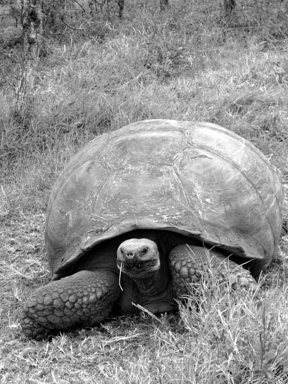 The Galápagos tortoise or Galápagos giant tortoise (Chelonoidis nigra) is the largest living species of tortoise; this one is from the Island of Santa Cruz.