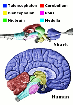 The main anatomical regions of the vertebrate brain, shown for shark and human.