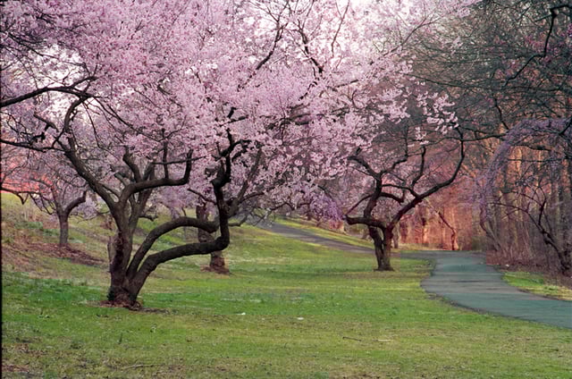 Branch Brook Park in the North Ward of Newark
