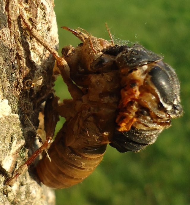 Cicada climbing out of its exoskeleton while attached to tree