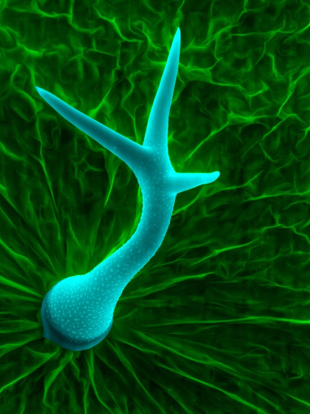 Devices other than cameras can be used to record images. Trichome of Arabidopsis thaliana seen via scanning electron microscope. Note that image has been edited by adding colors to clarify structure or to add an aesthetic effect. Heiti Paves from Tallinn University of Technology.