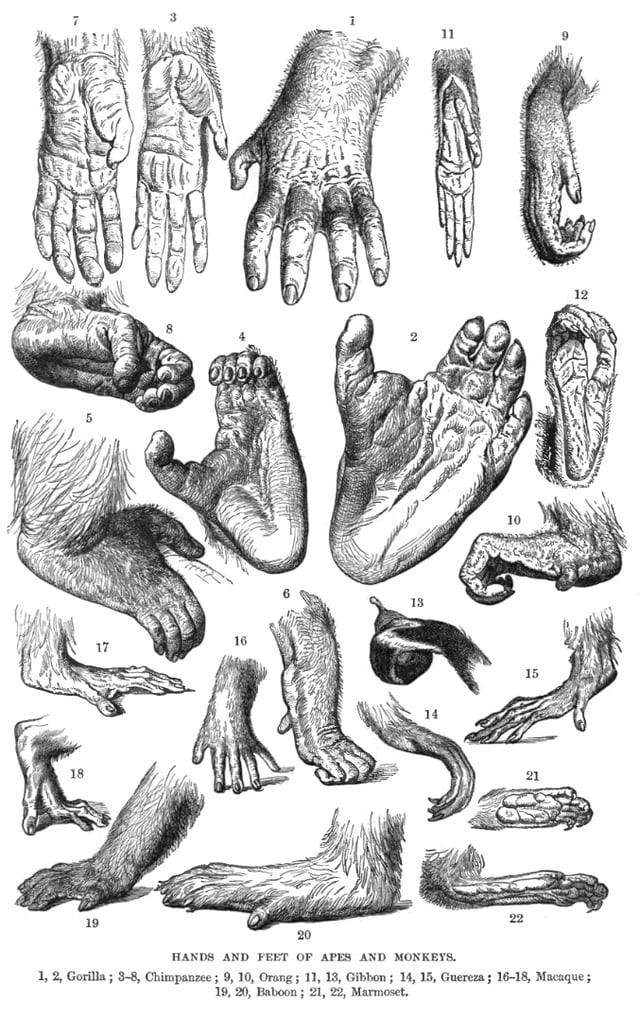 An 1893 drawing of the hands and feet of various primates
