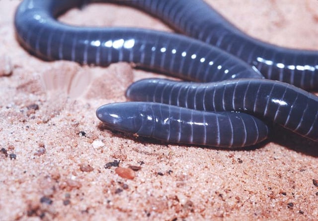 The limbless South American caecilian Siphonops paulensis