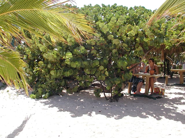Vegetation at Baie de Saint-Jean