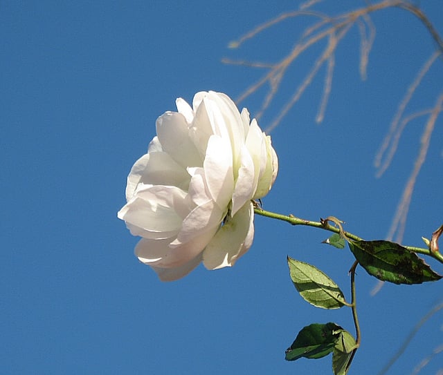 The White Rose of York remains as the prime symbol of Yorkshire identity