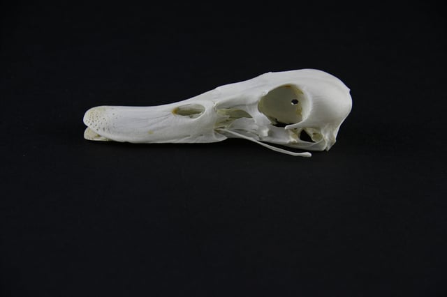 Side view of Anatidae skull