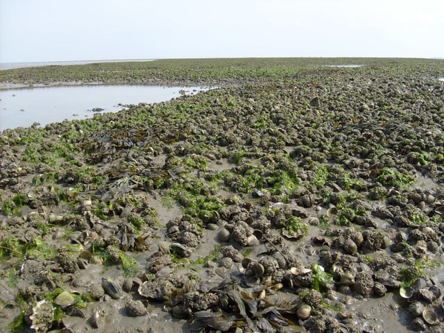 Pacific oysters, blue mussels and cockles in the Wadden Sea in the Netherlands