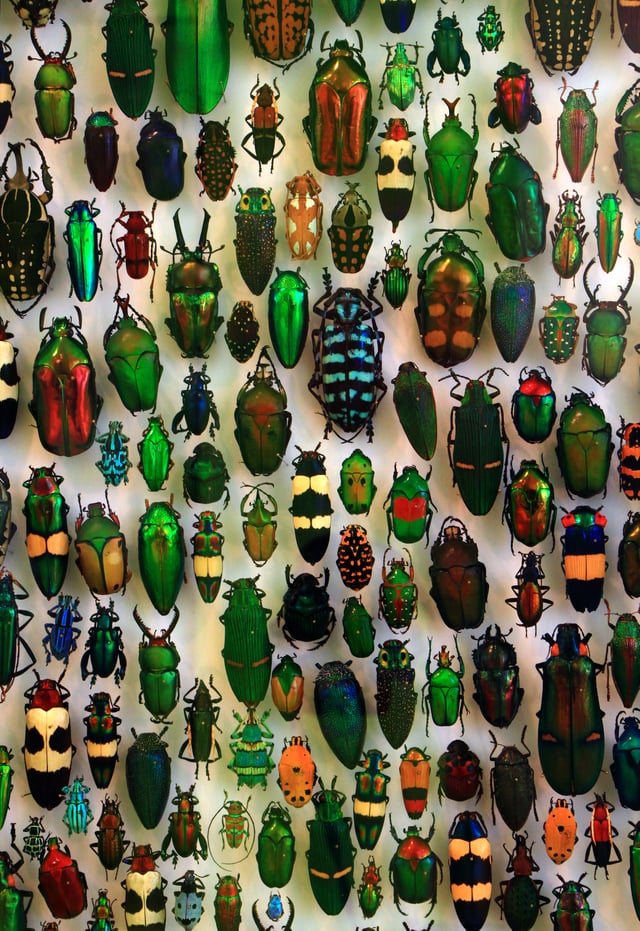 Coleoptera at the Staatliches Museum für Naturkunde Karlsruhe, Germany
