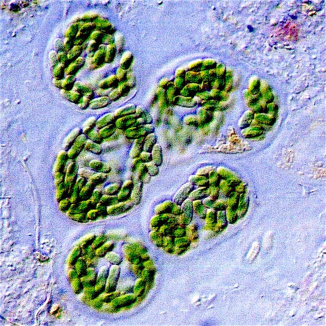 Light microscope view of cyanobacteria from a microbial mat