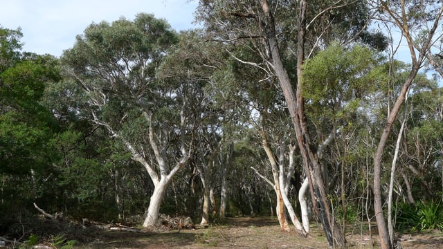 A dry sclerophyll bushland in Sydney with eucalyptus trees (Royal National Park, Sutherland Shire)