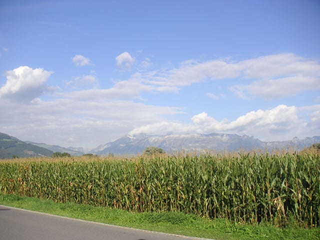 Field of maize in Liechtenstein
