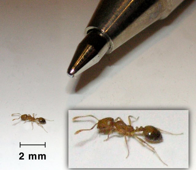 The tiny pharaoh ant is a major pest in hospitals and office blocks; it can make nests between sheets of paper.