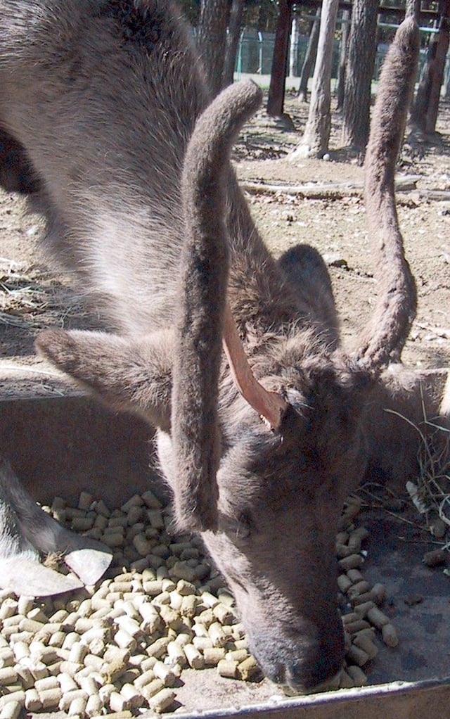 Reindeer losing the velvet layer under which a new antler is growing, an annual process