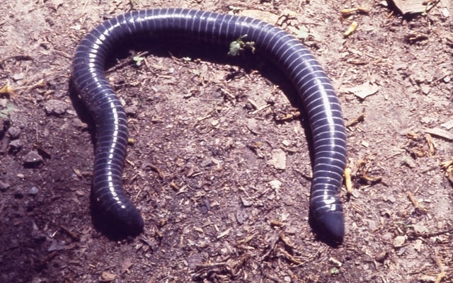 The ringed caecilian (Siphonops annulatus) resembles an earthworm