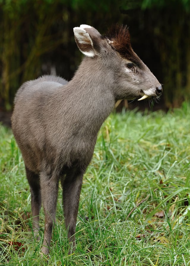 Tufted deer, along with other muntjacs and the water deer, are the only living cervids with tusks