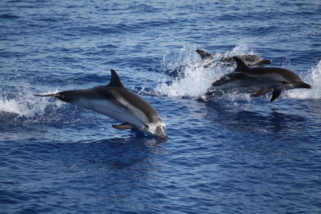 Dolphins in the Tyrrhenian Sea off the Aeolian Islands
