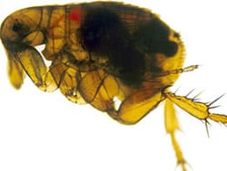 Oriental rat flea (Xenopsylla cheopis) infected with the Yersinia pestis bacterium which appears as a dark mass in the gut. The foregut (proventriculus) of this flea is blocked by a Y. pestis biofilm; when the flea attempts to feed on an uninfected host Y. pestis is regurgitated into the wound, causing infection.