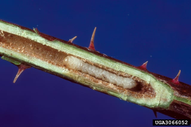 Rose stem sawfly (Hartigia trimaculata) larva in a rose stem