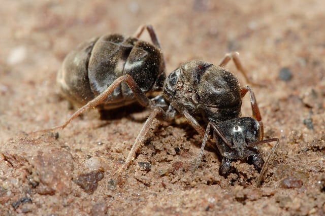 Fertilised meat-eater ant queen beginning to dig a new colony
