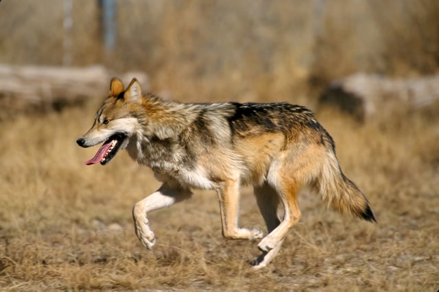 Mexican Wolf, the most endangered subspecies of the North American Grey Wolf. Approximately 143 are living wild.
