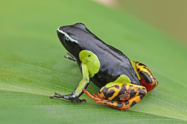 Variegated golden frog (Mantella baroni) in the Ranomafana National Park of Madagascar
