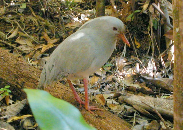 The kagu, an endemic flightless bird