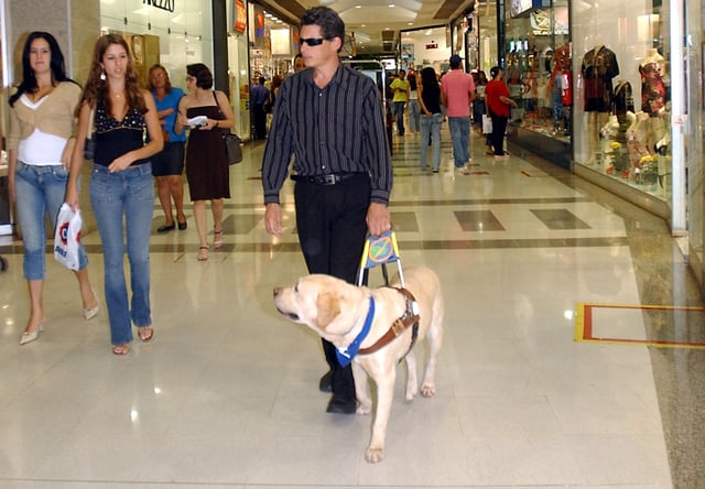 A blind man is assisted by a guide dog in Brasília, Brazil