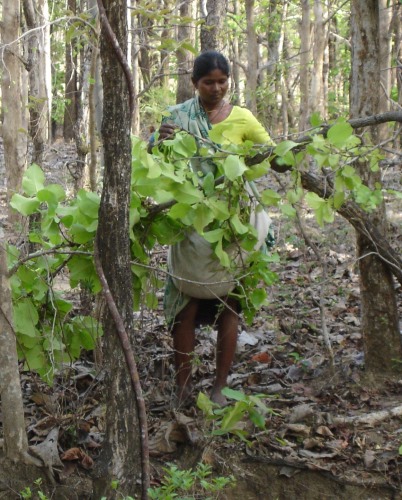 Tendu Patta (Leaf) collection in Chhattisgarh, India.