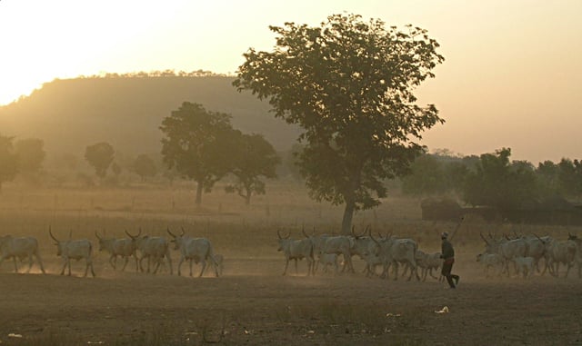 A Fulani herder drives his cattle in northern Cameroon.