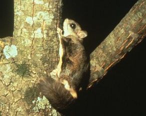 Northern flying squirrel