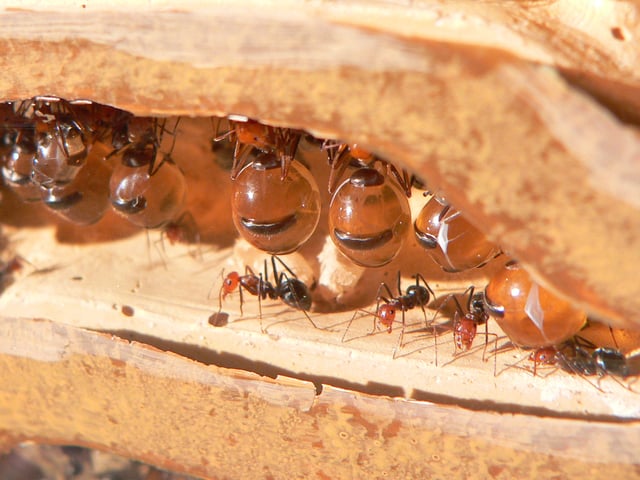 Myrmecocystus, honeypot ants, store food to prevent colony famine