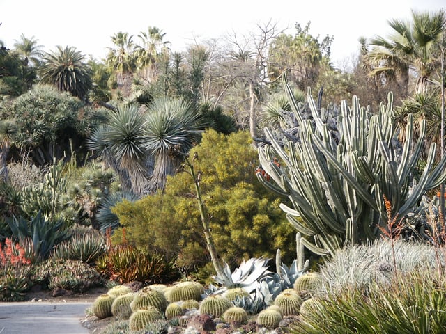 Cacti and other succulents growing in the Huntington Desert Garden