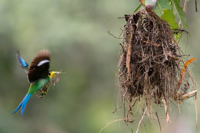 Long-tailed broadbill building its nest
